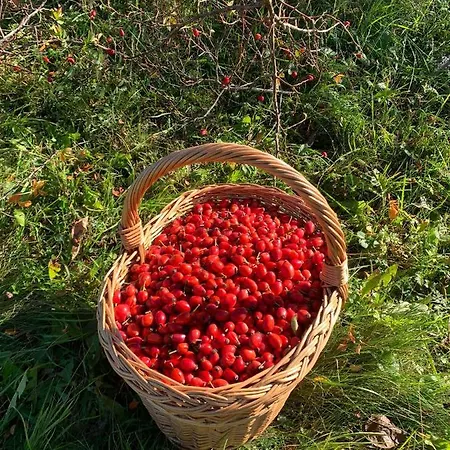 Sokograd Attic * Šipovo