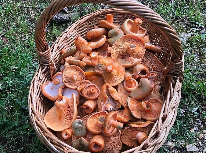 Sokograd Attic 公寓 *