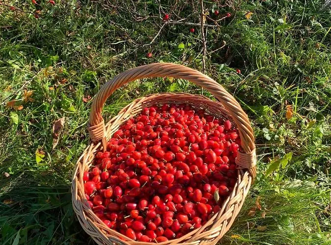 Sokograd Attic * Sipovo